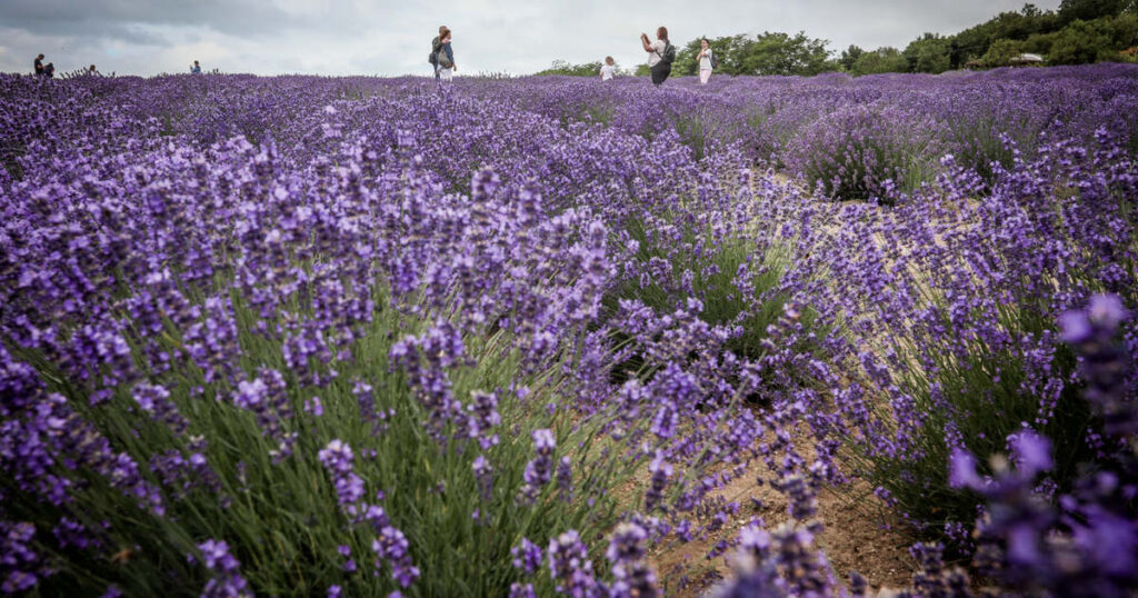 Tihany Town Lake Balaton Hungary Lavender Fields